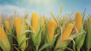 Por que temos medo de alimentos geneticamente modificados