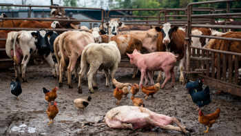 A Carne é Fraca III