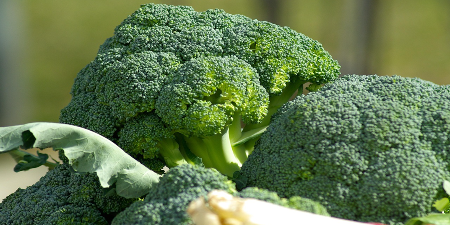Brócolis: uma das fontes mais ricas de sulforafano, composto com efeitos antioxidantes, anti-inflamatórios e protetores da saúde. Cortesia Editorial Arquivo Pixabay 