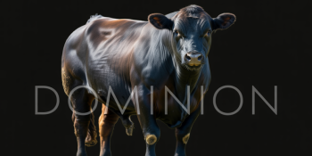 Dominion: A Verdade Crua por Trás da Indústria da Carne
