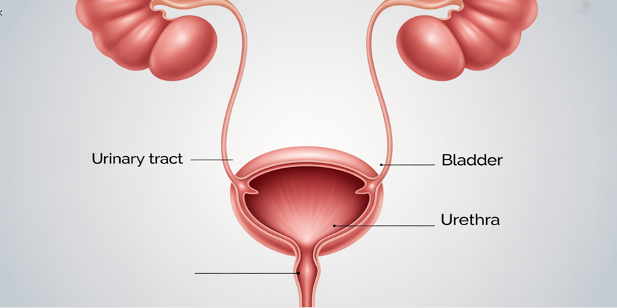 Ilustração do trato urinário: cistite é um tipo específico de infecção urinária que afeta a bexiga. /Ilustração Cortesia Editorial Ideia