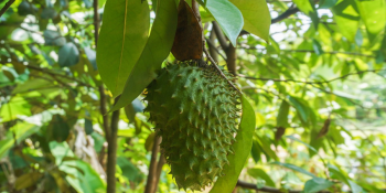 Graviola e Câncer: O Que Dizem as Pesquisas Sobre Esta Fruta Tropical