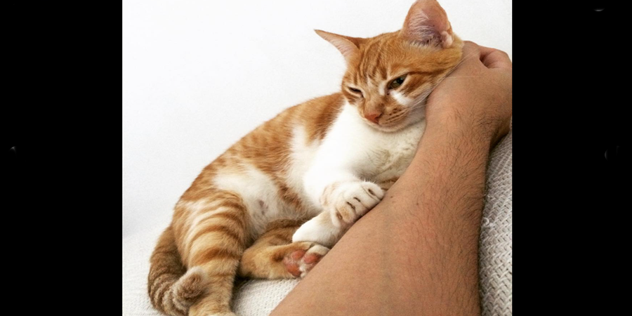 Cortesia Editorial Arquivo Pessoal