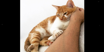Quando um amigo de quatro patas parte: a dor, o amor e a reflexão sobre os cuidados com nossos animais