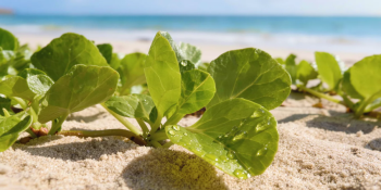 Planta da Praia? Conheça o Periquito-da-Praia, o Novo Aliado Natural Contra a Artrite e Inflamações